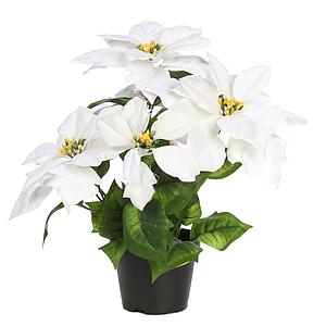 POINSETTIA X 5 CON MACETA 35CM