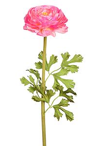 CAMELIA TAFFETA 67CM