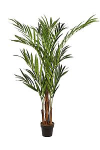 PALMERA KENTIA EN MACETA 170CM
