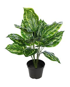 MARANTA VERDE CON MACETA 45CM