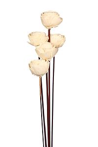 SOLA BEAUTY ROSE X5, 60 CM