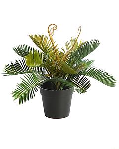 PLANTA CYCA EN MACETA 