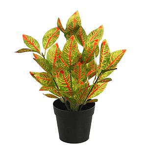 MATA CROTON EN MACETA