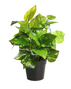 MATA POTO EN MACETA 35CM