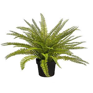 PLANTA DE HELECHO EN MACETA 45CM