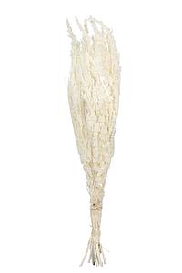 POMO DE AMARANTHUS PRESERVADO 40CM 