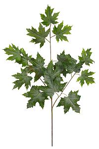 HOJA DE ARCE ARTIFICIAL 65CM