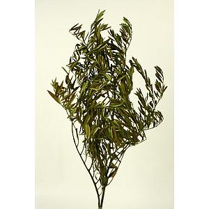 OLIVO PRESERVADO 80CM