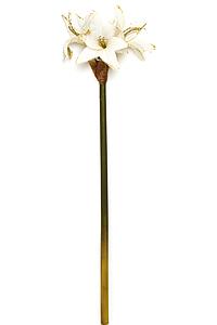 HIPPEASTRUM GLITTER 70CM
