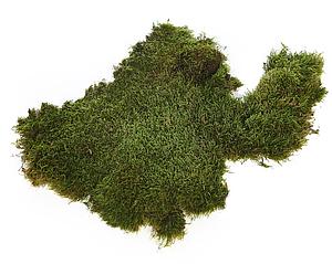 MUSGO PLANO PRESERVADO, CAJA 2,5KG