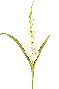 VARA GLADIOLO TACTO NATURAL 109 CM