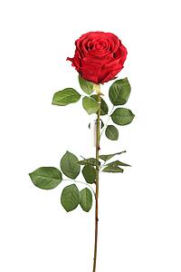 VARA ROSA ARTIFICIAL ALT 70CM 