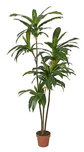 DRACENA ARTIFICIAL CON MACETA 175CM ANCHO 70CM 