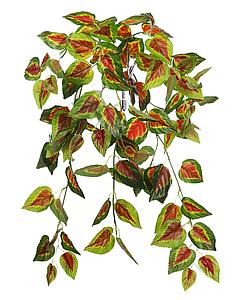 PLANTA COLEO COLGANTE 60CM