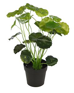 PLANTA LOTO CON MACETA 28CM