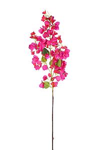 RAMA BUGANVILIA 113CM
