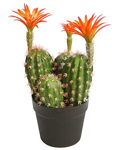 CACTUS SAGUARO CON FLOR EN MACETA 37CM