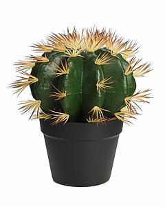 CACTUS BARRIL EN MACETA 30CM