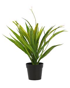 CACTUS AGAVE EN MACETA 36CM