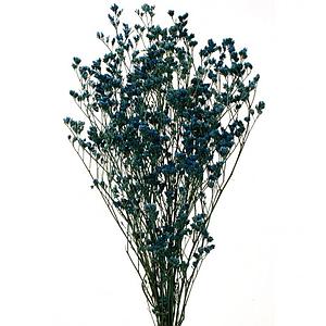 LIMONIUM PRESERVADO
