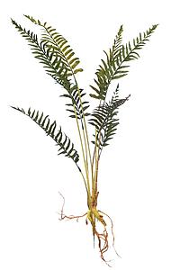 PLANTA DE HELECHO CON RAICES 60CM